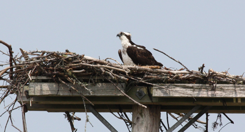 Nesting Osprey seen from the Annapolis Royal Generating Station: Photograph by Janine M. H. Selendy